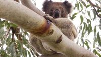 Koala Encounters