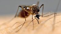 Why Are Mosquitoes Attracted To Me?!