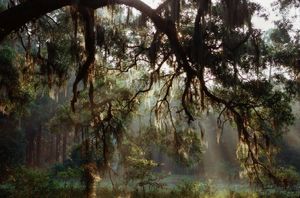 Enchanted Forest of Weeping Willows