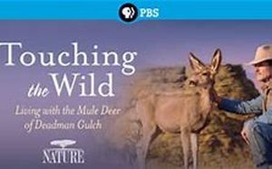 Touching the Wild