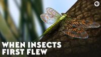 When Insects First Flew
