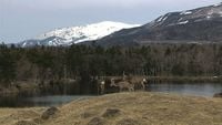 Early Spring on the Shiretoko Peninsula