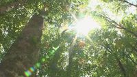 The Beech Forest of Oshima Peninsula