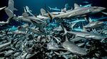 Affiche 700 requins dans la nuit Affiche 700 requins dans la nuit