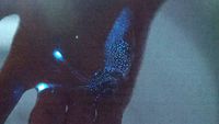A Spring Miracle: The Firefly Squid of Toyama
