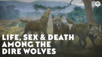 Life, Sex & Death Among the Dire Wolves