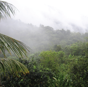 El Yunque