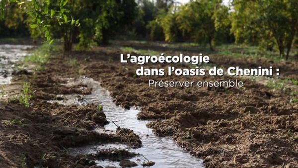 L’agroécologie dans l’oasis de Chenini : préserver ensemble