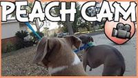 THE PEACH CAM