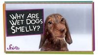 Why Are Wet Dogs Smelly?