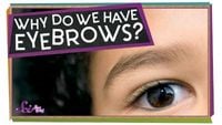 Why Do We Have Eyebrows?