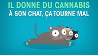 Il donne du cannabis à son chat, ça tourne mal