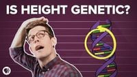 Is Height All In Our Genes?