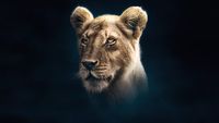 Une combattante solitaire (Lions)