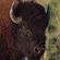Avatar Le_Bison_Rutilant Avatar Le_Bison_Rutilant