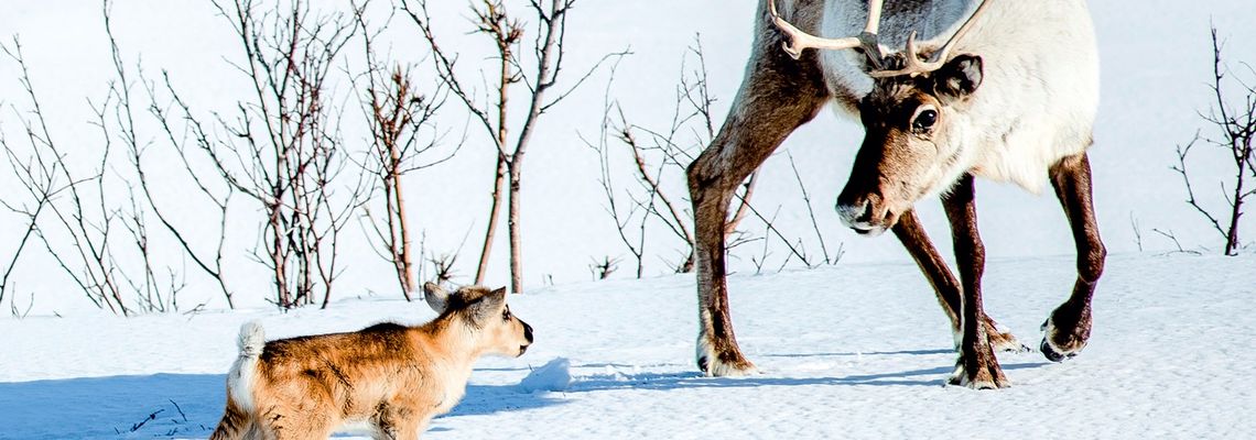 Cover Aïlo : une odyssée en Laponie