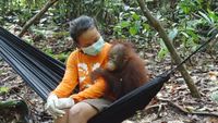 Saving Indonesia's Orangutans