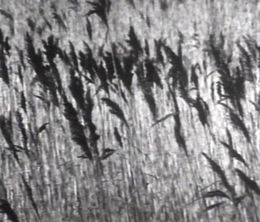 image-https://media.senscritique.com/media/000018202628/0/cornish_winter_reeds_and_skies.jpg