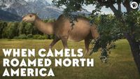 When Camels Roamed North America