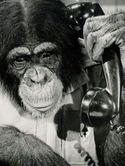 Judy the Chimpanzee