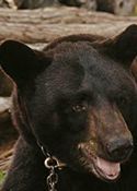 Bruno the Bear