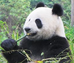 image-https://media.senscritique.com/media/000018227231/0/expedition_panda_en_chine.jpg