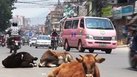 Love and Sorrow in Kathmandu