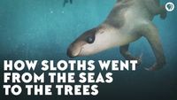 How Sloths Went From the Seas to the Trees