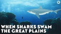 When Sharks Swam the Great Plains