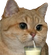 Avatar LeDieuChat Avatar LeDieuChat