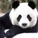 Avatar pandaslave Avatar pandaslave