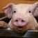 Avatar Cochon_Cochon Avatar Cochon_Cochon