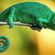 Avatar Caméléon aurifère Avatar Caméléon aurifère