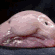 Avatar Blobfish Radieux Avatar Blobfish Radieux
