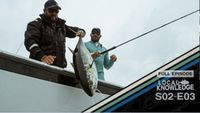 Tuna Town