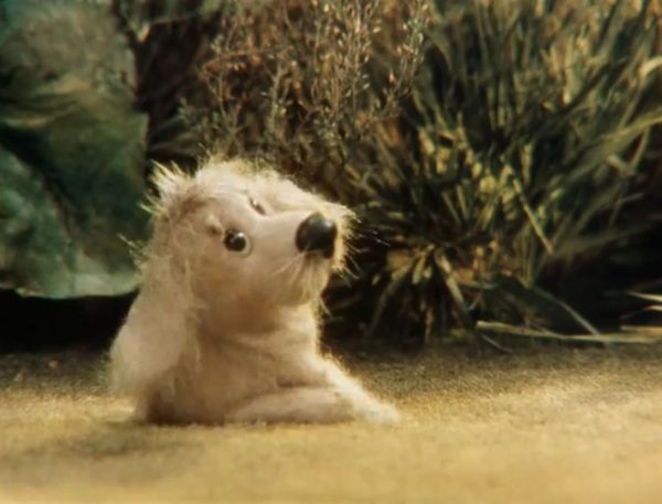 À propos d'un chiot