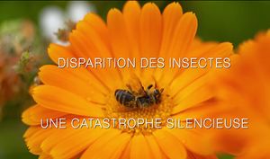 Disparition des insectes : une catastrophe silencieuse