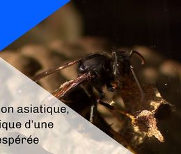 image-https://media.senscritique.com/media/000018301417/0/le_frelon_asiatique_chronique_d_une_mort_esperee.jpg