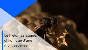 Le frelon asiatique, chronique d'une mort espérée