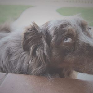 The Dog Tape