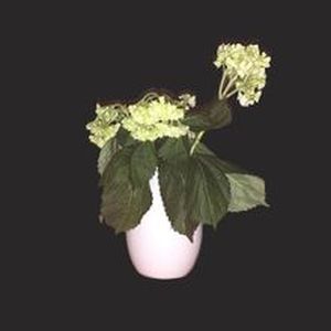 Beginners (Single)