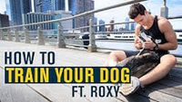 How To Dog Training | Basic Dog Commands | Doctor Mike