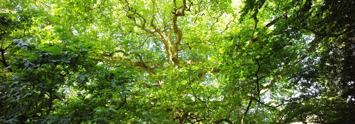 Cover Les Arbres Remarquables, un patrimoine à protéger