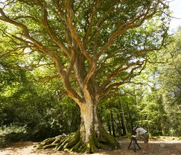 image-https://media.senscritique.com/media/000018404774/0/les_arbres_remarquables_un_patrimoine_a_proteger.jpg