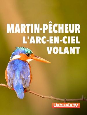 Martin-Pêcheur : L'arc-en-ciel volant