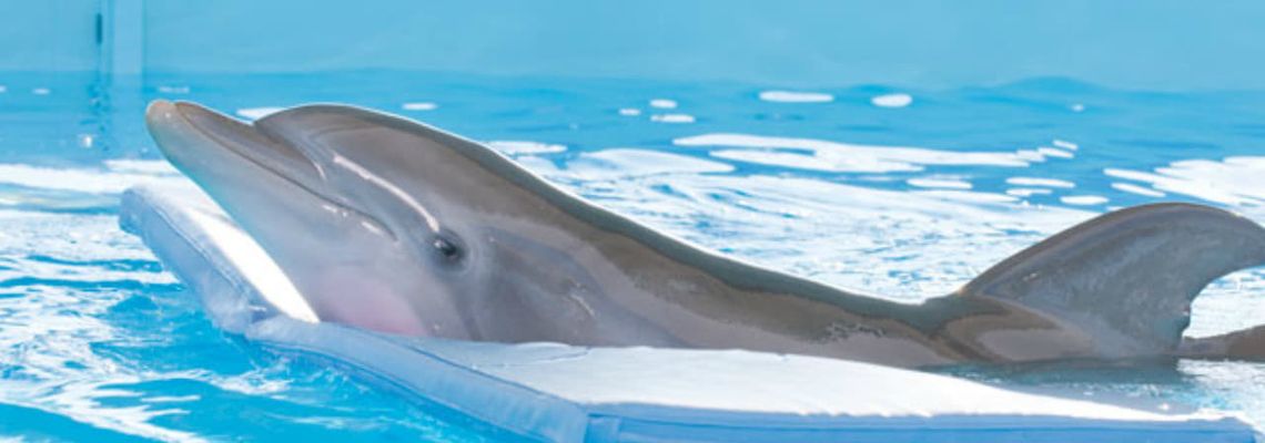Cover L'Incroyable histoire de Winter le dauphin