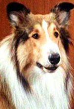 Lassie (II)