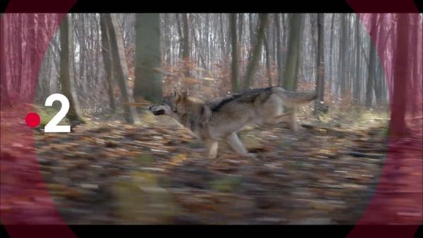 L'Odyssée du loup