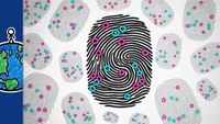 How Chaos Makes Your Fingerprints Unique