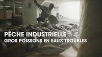 Pêche industrielle : gros poissons en eaux troubles